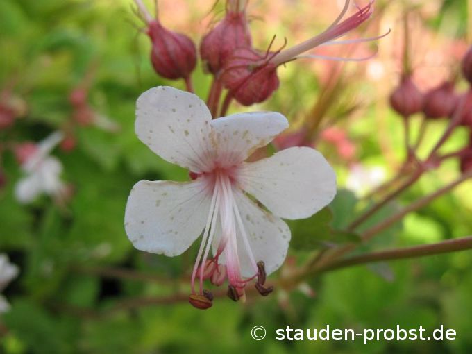 Geranium macrorrhizum 'Spessart' - Felsenstorchschnabel