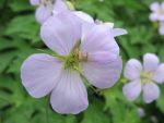 geranium-maculatum-chatto