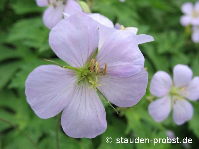 Geranium maculatum 'Chatto' - Gefleckter Storchschnabel