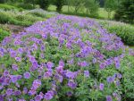 geranium-magnificum-2