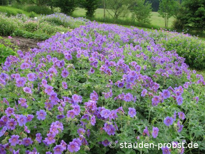 Geranium magnificum - Prachtstorchschnabel