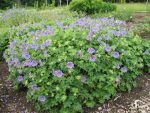 geranium-magnificum-rosemoor-2