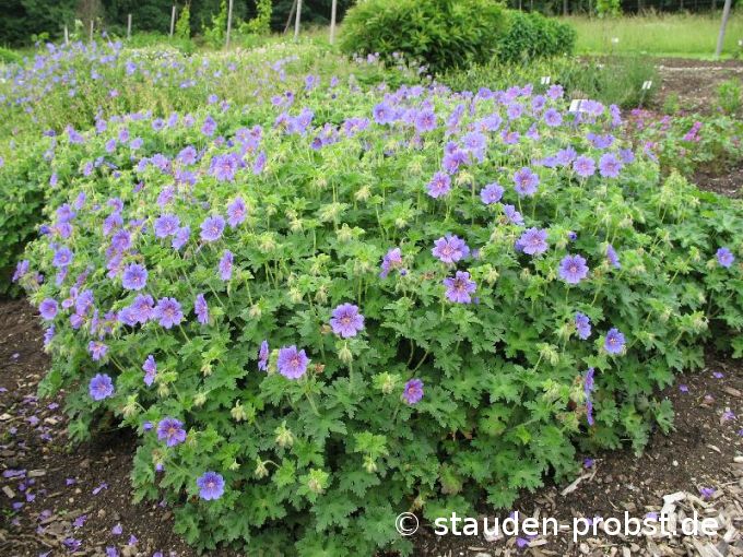 Geranium magnificum 'Rosemoor' - Prachtstorchschnabel