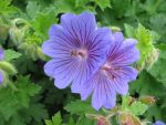 geranium-magnificum-rosemoor