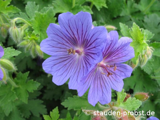 Geranium magnificum 'Rosemoor' - Prachtstorchschnabel