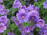 geranium-magnificum-1