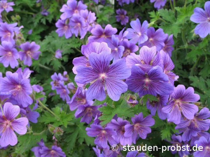 Geranium magnificum - Prachtstorchschnabel
