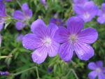 geranium-hyb-nimbus-2