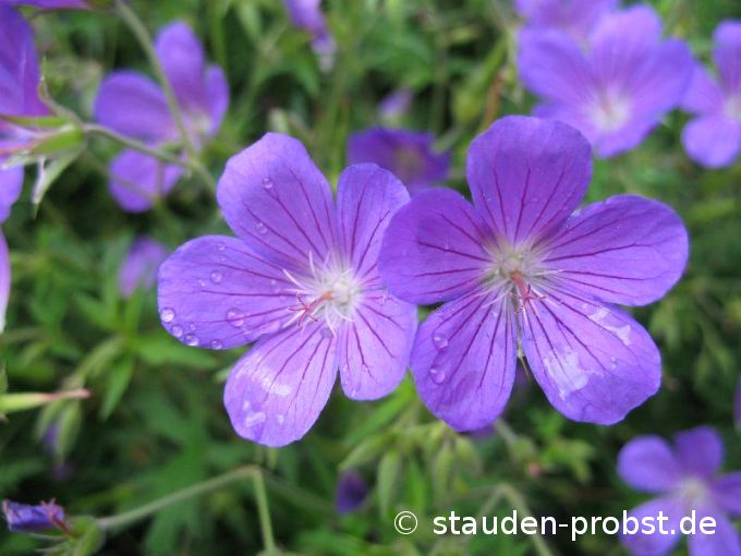 Geranium 'Nimbus' - Storchschnabel
