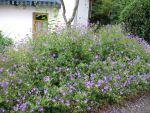geranium-hyb-nimbus-3