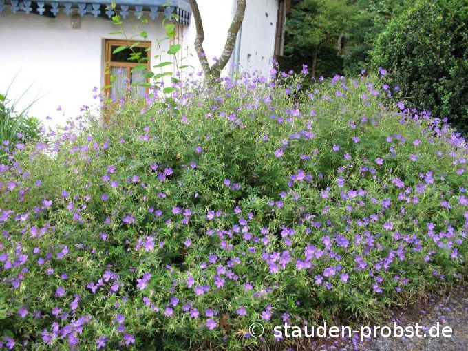 Geranium 'Nimbus' - Storchschnabel