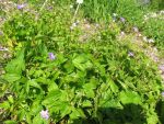geranium-nodosum-2