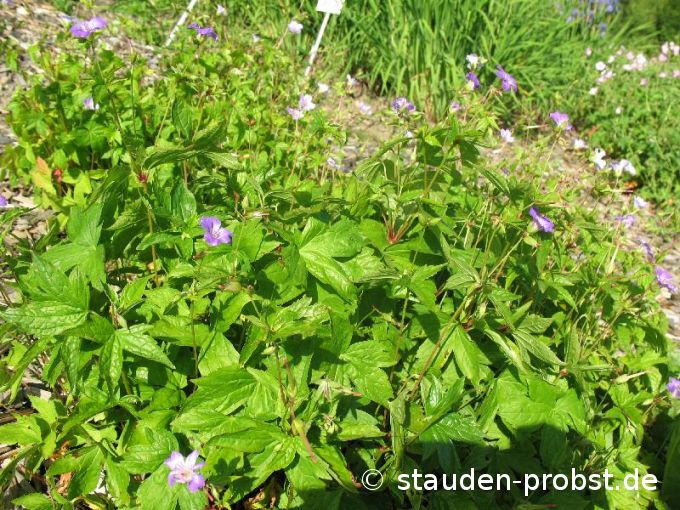 Geranium nodosum - Bergwald Storchschnabel