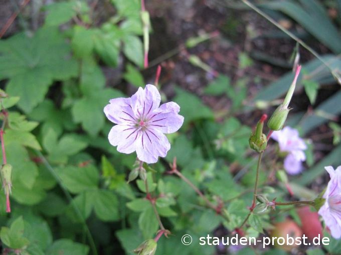 Geranium nodosum - Bergwald Storchschnabel