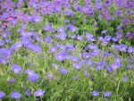 geranium-hyb-orion-2