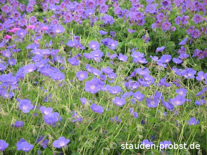 Geranium 'Orion' - Storchschnabel