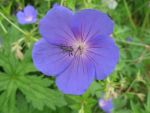 geranium-hyb-orion