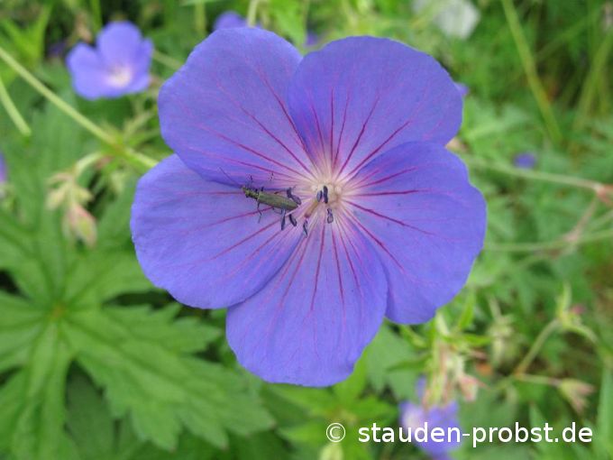 Geranium 'Orion' - Storchschnabel