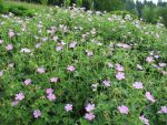 geranium-oxonianum-claridge-druce-2