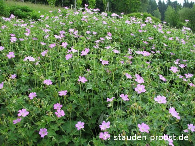 Geranium oxonianum 'Claridge Druce' - Storchschnabel