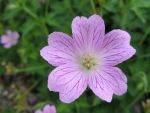 geranium-oxonianum-claridge-druce