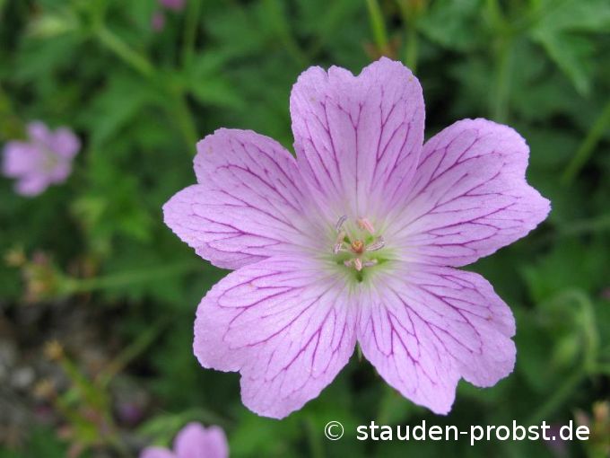 Geranium oxonianum 'Claridge Druce' - Storchschnabel