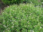 geranium-oxonianum-david-mc-clintock-2
