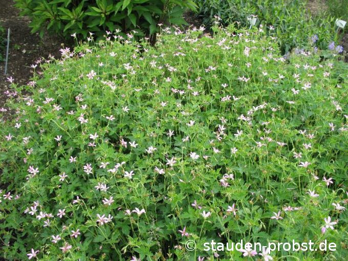 Geranium oxonianum 'David Mc Clintock' - Storchschnabel