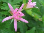 geranium-oxonianum-david-mc-clintock-3