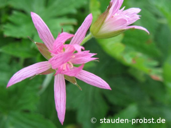 Geranium oxonianum 'David Mc Clintock' - Spitzzähniger Storchschnabel