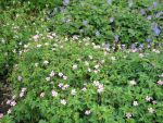 geranium-oxonianum-rose-clair-2