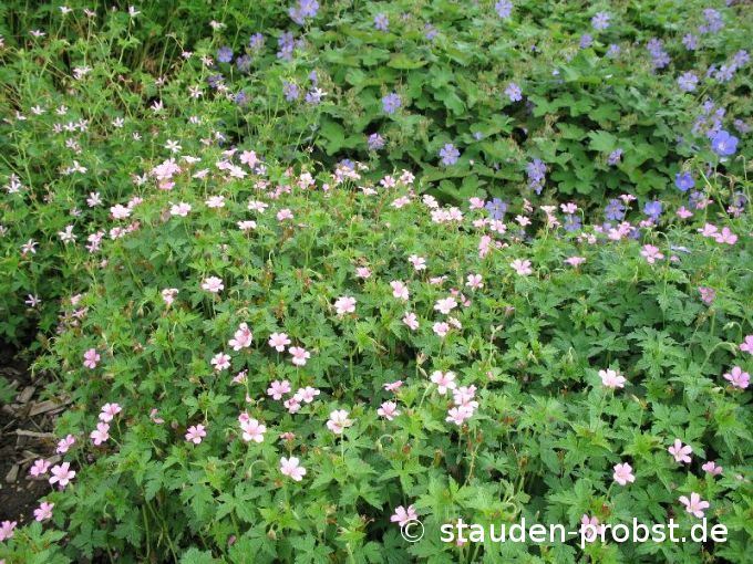 Geranium oxonianum 'Rose Clair' - Storchschnabel