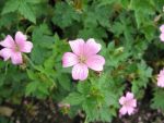 geranium-oxonianum-rose-clair