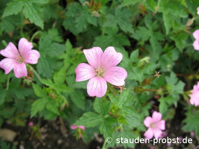 Geranium oxonianum 'Rose Clair' - Storchschnabel