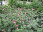 geranium-oxonianum-thurstonianum-2