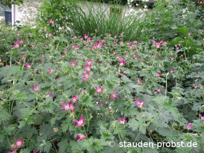 Geranium oxonianum 'Thurstonianum' - Storchschnabel