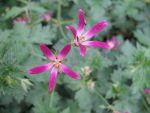 geranium-oxonianum-thurstonianum
