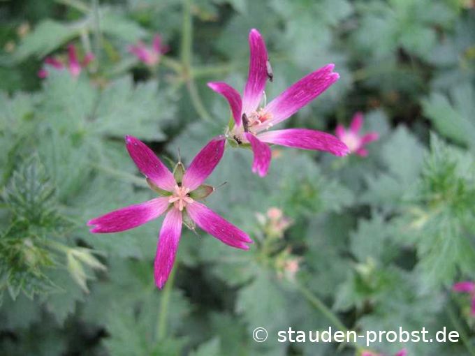 Geranium oxonianum 'Thurstonianum' - Storchschnabel