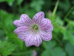 geranium-oxonianum-walters-gift