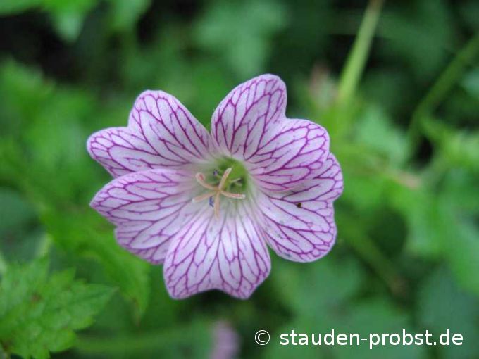 Geranium oxonianum 'Walters Gift' - Storchschnabel