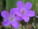 geranium-palustris