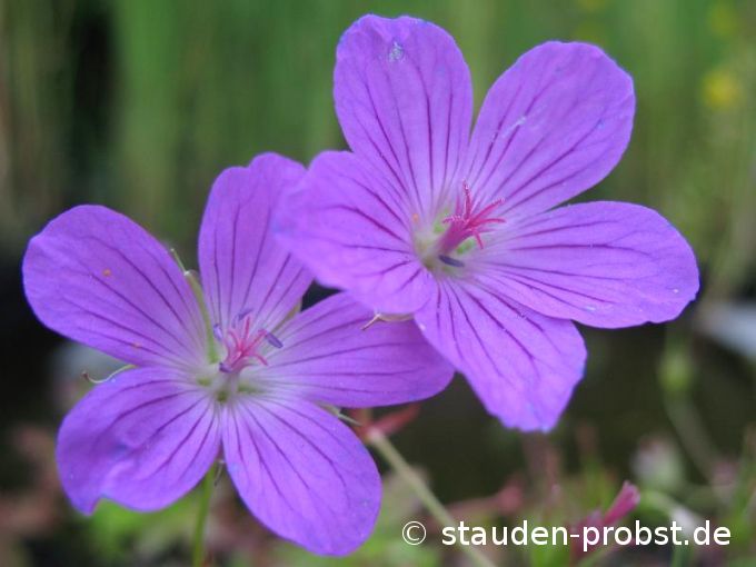 Geranium palustris - Sumpfstorchschnabel