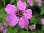 geranium-hyb-patricia-3