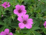 geranium-hyb-patricia