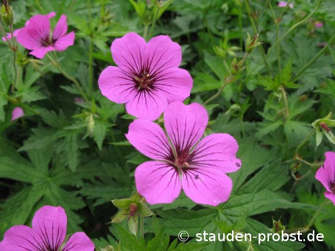 Geranium 'Patricia' - Storchschnabel
