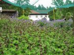 geranium-phaeum-2