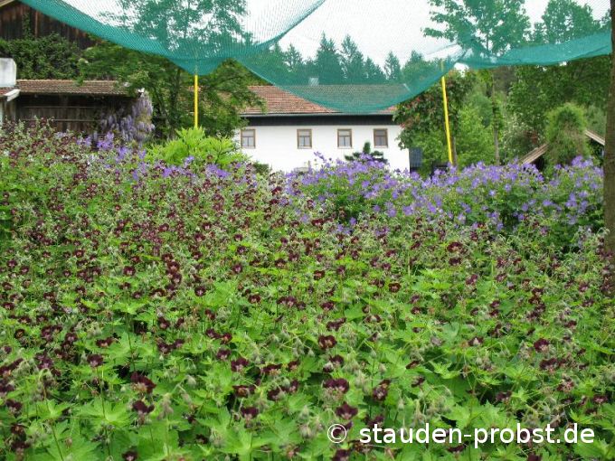 Geranium phaeum - Brauner Storchschnabel, Trauernde Witwe