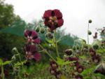 geranium-phaeum-3