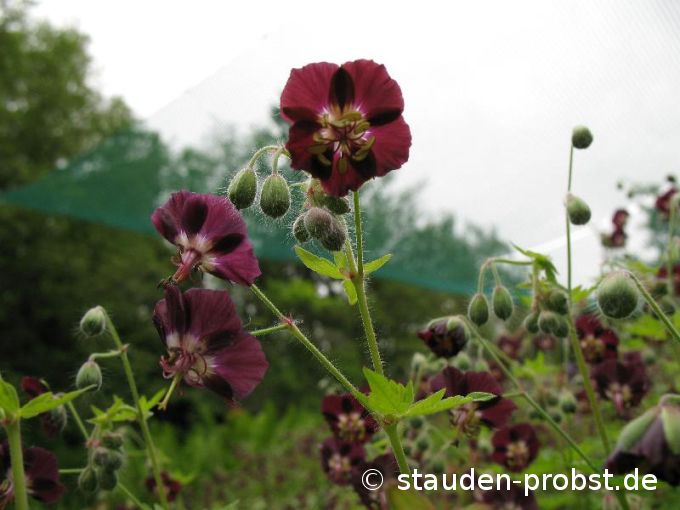 Geranium phaeum - Brauner Storchschnabel, Trauernde Witwe