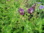 geranium-phaeum-lily-lovell